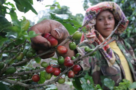 US$1,4 Miliar, Target Ekspor Kopi Indonesia Tahun Ini